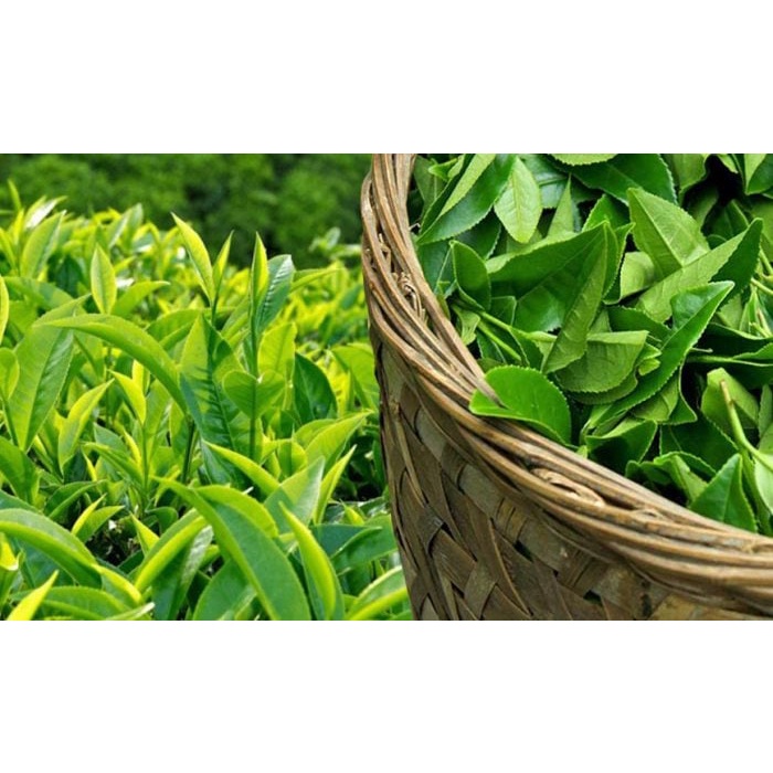 Cây giống chè xanh