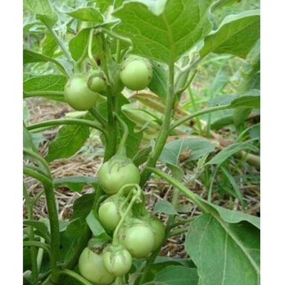 2GR - HẠT GIỐNG CÀ PHÁO TRẮNG