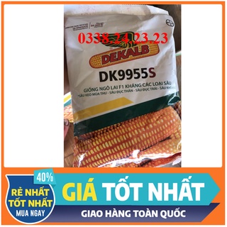 Hạt giống ngô lai F1 kháng các loại sâu DK9955S 1kg-  Bayer- NGÔ BIẾN ĐỔI GEN- NGÔ LAI DK9955S