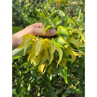 cây hoa dẻ vàng giống- cây nhỡ 60_70cm