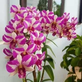 Hoa lan chớp đồng tiền xổ 5% size cây giống cao 5-10cm