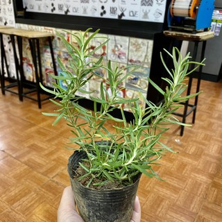 Cây hương thảo. Cây rosemary