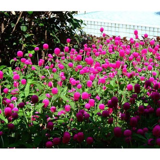 Hạt giống hoa cúc bách nhật - mua 3 tặng 1 cùng loại