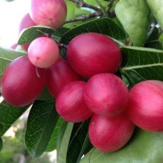 Cây si rô nặng 1kg