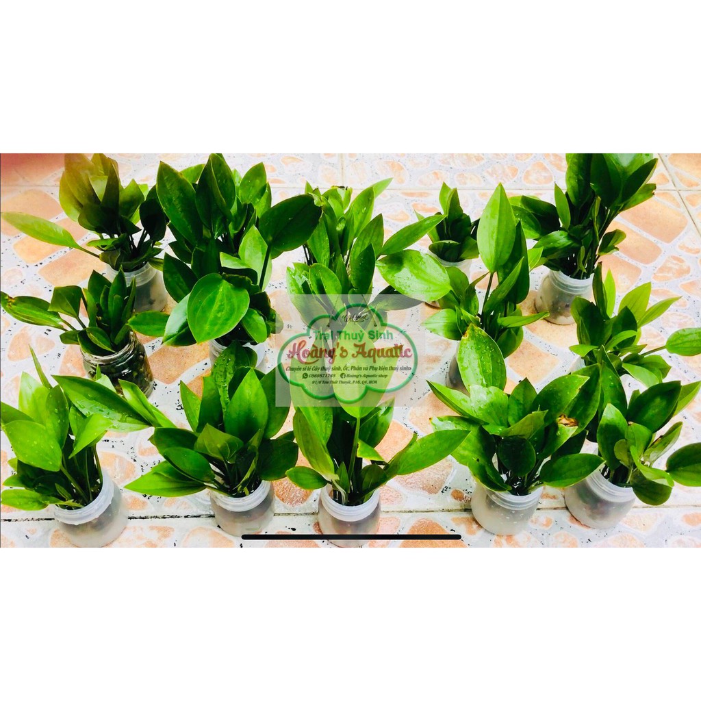 Cây thủy sinh LAN NƯỚC (BÁCH THỦY TIÊN)