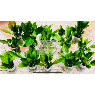 Cây thủy sinh LAN NƯỚC (BÁCH THỦY TIÊN)