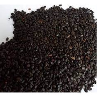 500 gram hạt giống keo lai . .