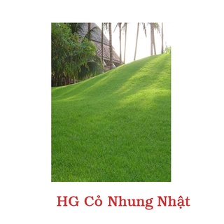 Hạt Giống Cỏ Nhung Nhật Trồng Trong Vườn, Công Viên Gói 10Gram