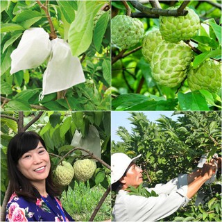 SET 100 TÚI BỌC NA THÁI, BƠ BOOTH 20X25 VẢI KHÔNG DỆT ĐƯỜNG MAY CHẮC CHẮN