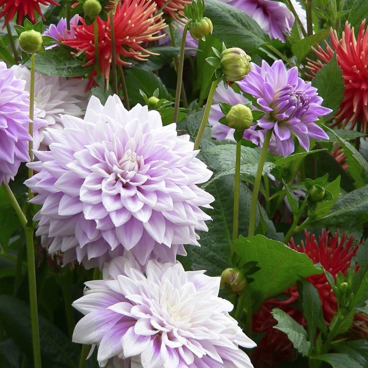 60H - Hạt giống hoa thược dược (Dahlia Variablis Desh)