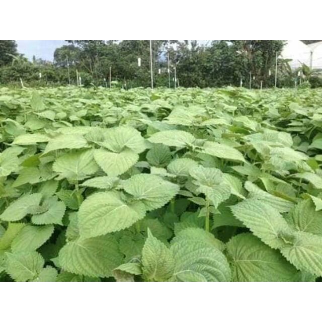 Hạt giống Lá Mè Hàn Quốc 100 hạt
