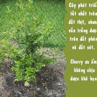 CÂY GIỐNG CHERRY MỸ ĐỎ