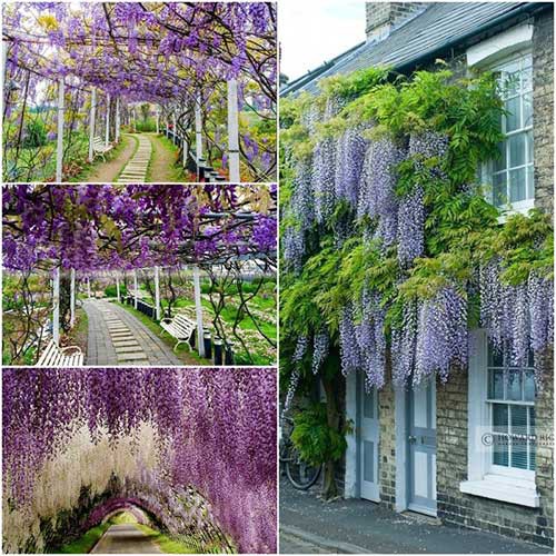 Hạt Giống Hoa Tử Đằng Thân Gỗ F1 Loại Siêu Dễ Trồng [ gói 100gram,200gram,500gram]