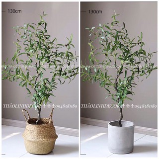 Cây Oliu giả trang trí nhà cao cấp hàng loaị 1 -130cm