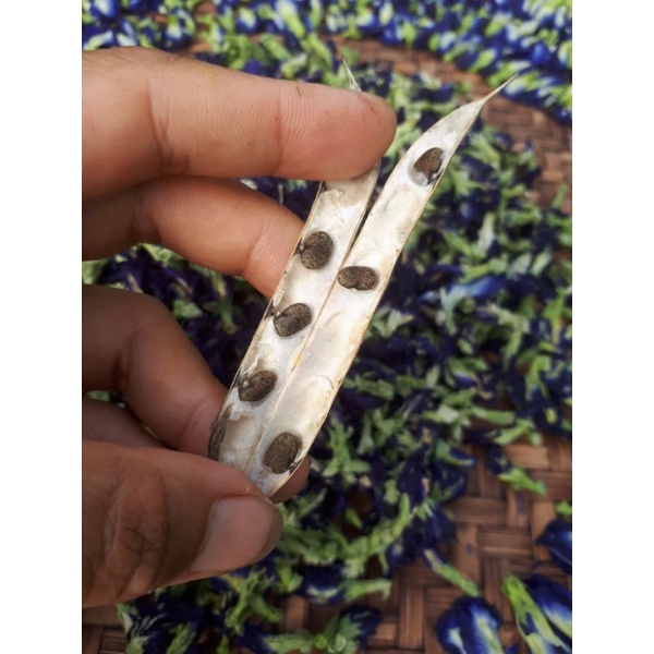 DEAL 1K - 5 hạt giống hoa đậu biếc kép