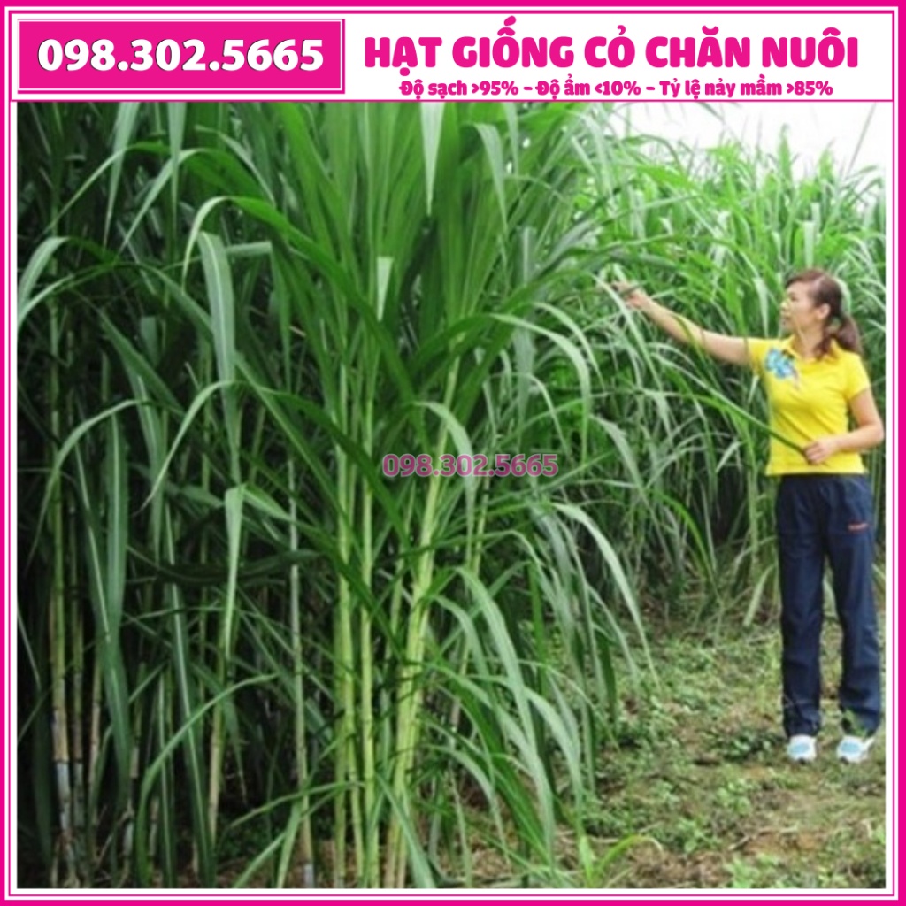 Hạt giống cỏ cao lương Sweet Jumbo - gói 100g