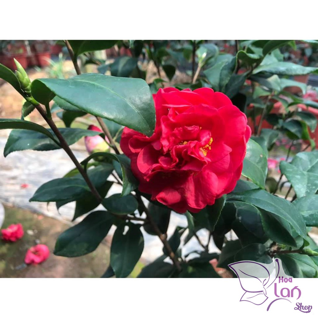 Trà My Cổ 🌸FREESHIP🌸 BẠCH TRÀ - CUNG ĐÌNH HỒNG - THÂM BÁT DIỆN