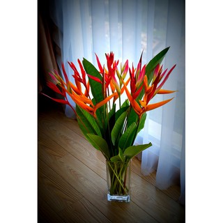 Cây Hoa Thiên Điểu đỏ, mua 10 tặng 1