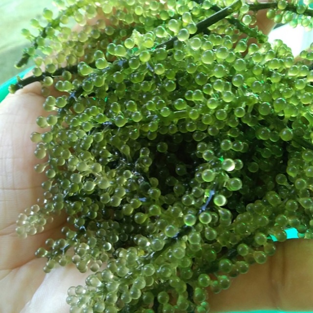 Quá rẻ RONG NHO TƯƠI 90k