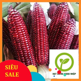 30 hạt giống ngô nữ hoàng đỏ hat f1