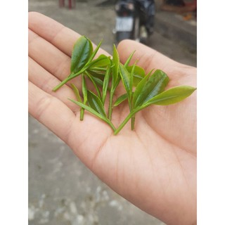 Chè tôm nõn