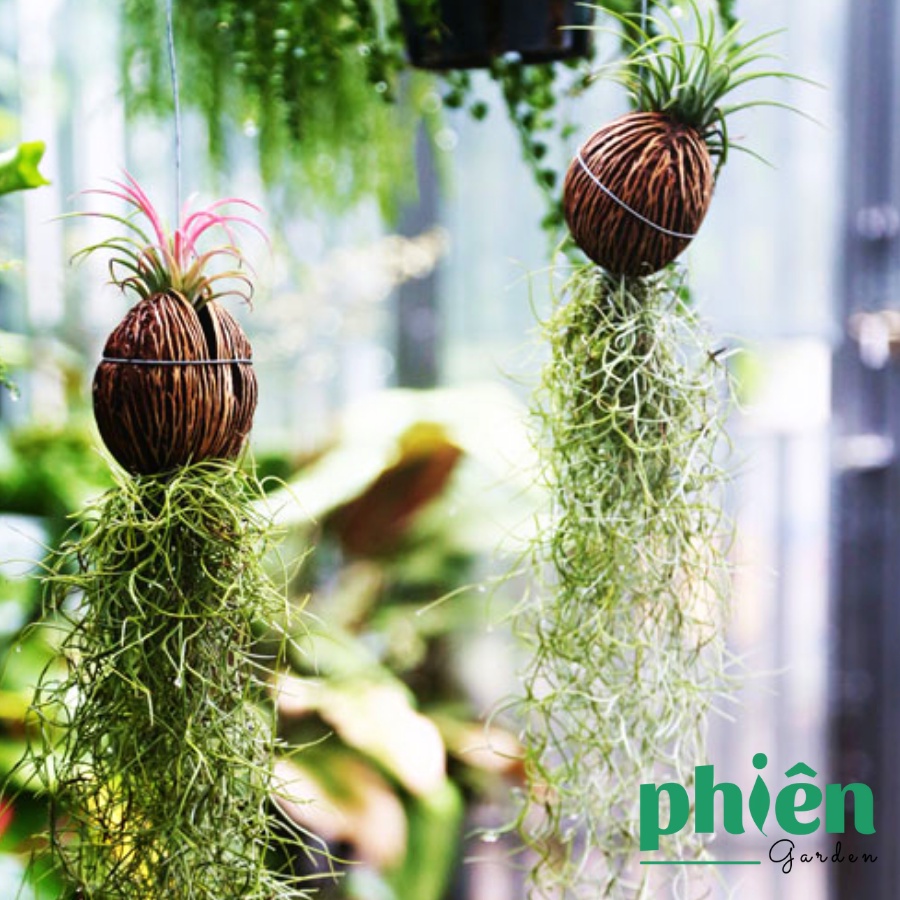 Cây Không Khí Tóc Tiên, Kim Yến Tillandsia Usneoides