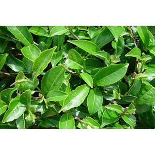 Chậu cây giống cây chè vằng lá sẻ-cam kết chuẩn giống chuẩn