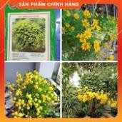 HẠT GIỐNG HOA CÚC RỦ GÓI 50 HẠT