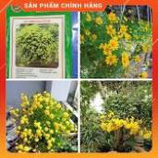 HẠT GIỐNG HOA CÚC RỦ GÓI 50 HẠT