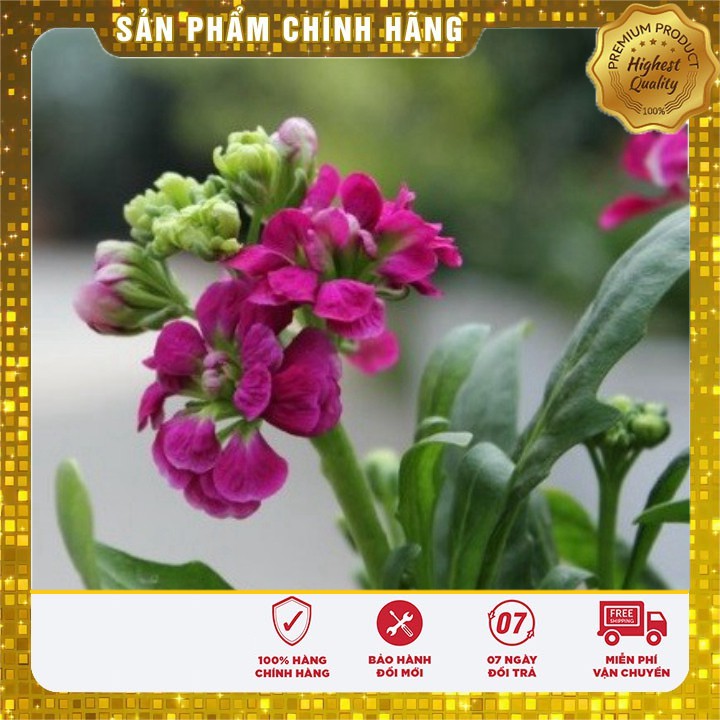 Hạt giống hoa Hoàng Anh nhiều màu(40-50hạt)