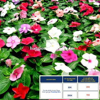 50H - HẠT GIỐNG HOA DỪA CẠN ĐỨNG