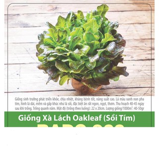 Hạt Giống Xà Lách Oakleaf (Sồi Tím) 2gr