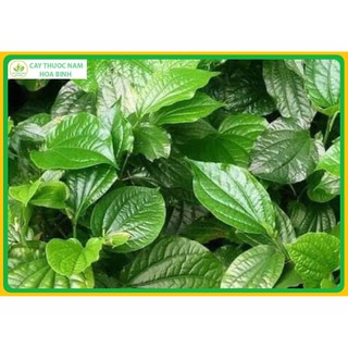 1kg lá lốt phơi khô [băm tay 5 6cm]