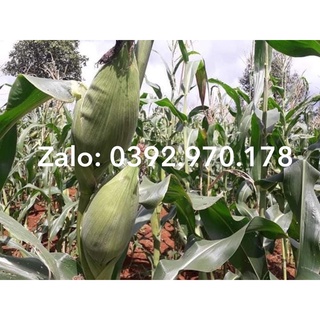 100 HẠT BẮP NẾP NÙ SỮA DẺO THƠM