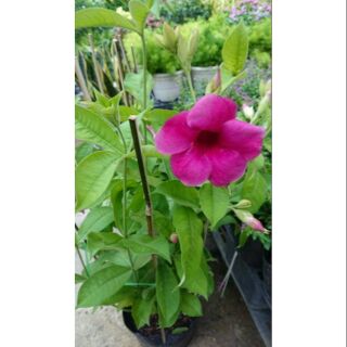 Chậu hoa huỳnh anh tím