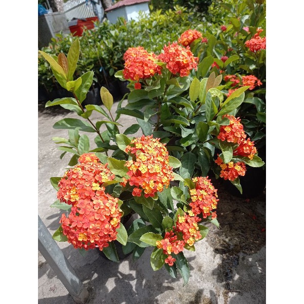 Cây mẫu đơn siêu bông