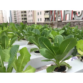 Hạt Giống Xà Lách Romaine 2gr