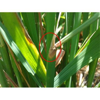 Thuốc trừ bệnh RidomilGold