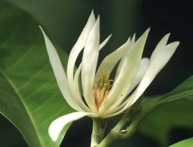 CÂY GIỐNG HOA NGỌC LAN CÂY TO KHỎE