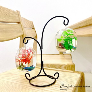 Bể Cá Mini Chữ X - 05 ( Tặng Kèm Phụ Kiện Trang Trí )