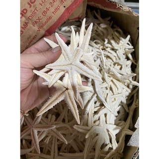1 con Sao biển ngâm rượu