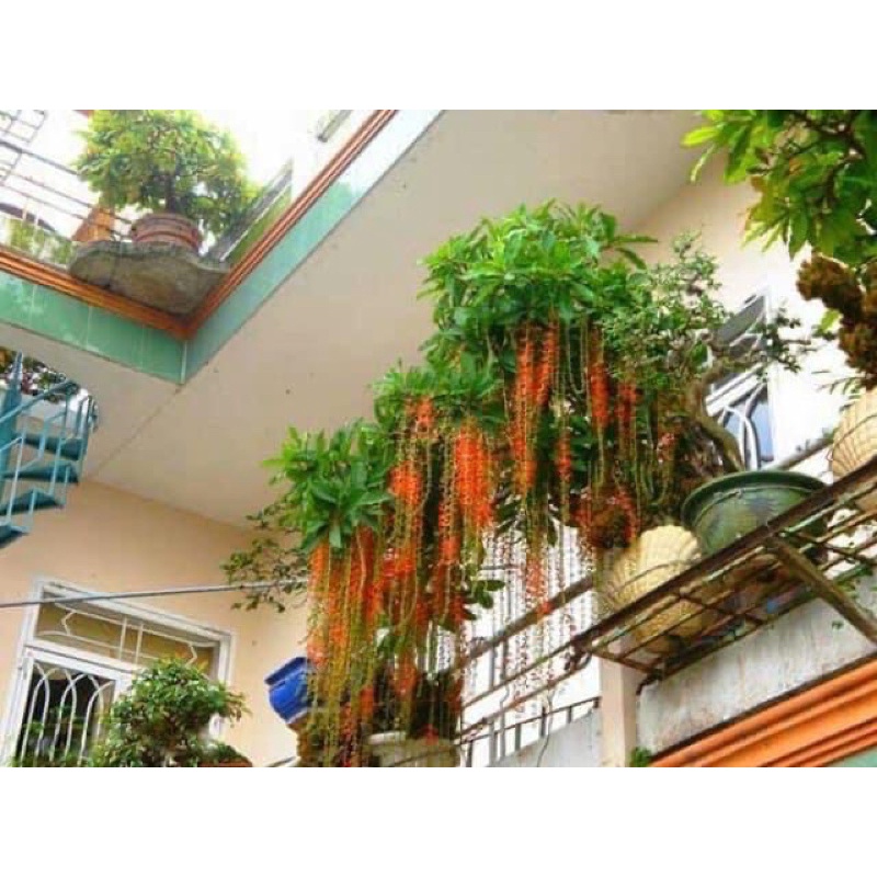Cây hoa Lộc vừng