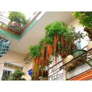 Cây hoa Lộc vừng(bầu cây giống )