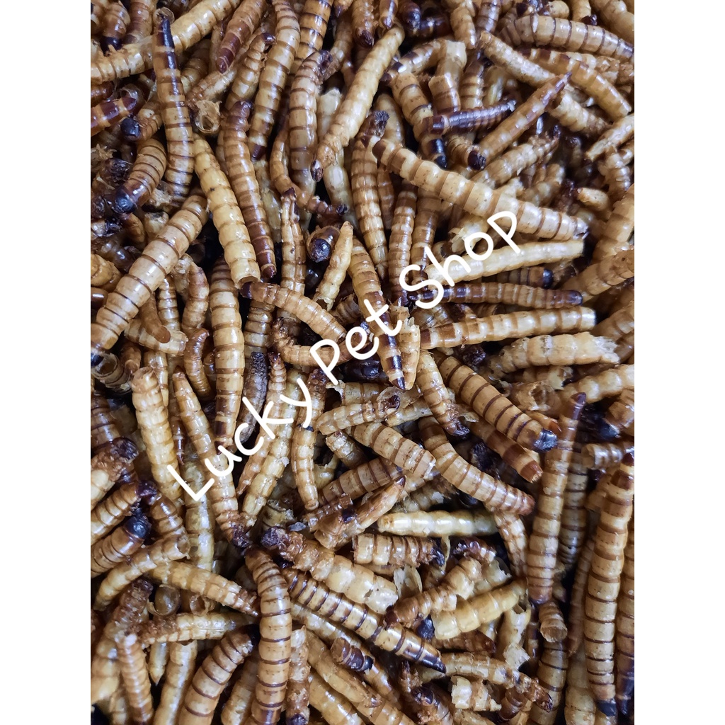 [Mã PET50K giảm Giảm 10% - Tối đa 50K đơn từ 250K] Lọ 35 gr Sâu Super Worm cho hamster