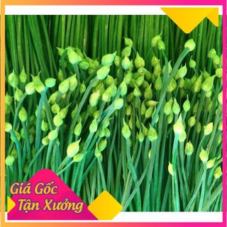 Hạt Giống Hẹ Ăn Bông Dễ trồng 1gr