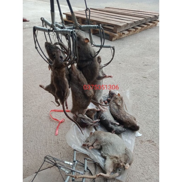 Bẫy.Chuột.Bán Nguyệt..Siêu Dính .Rễ Đánh