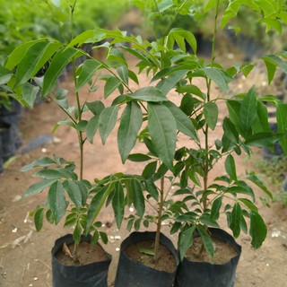 combo 2 cây mắc mật cao 40cm đẹp giao 100% xanh tốt(nếu trong quá trình giao cây bi héo, chết giao lại cây mới miễn phí)