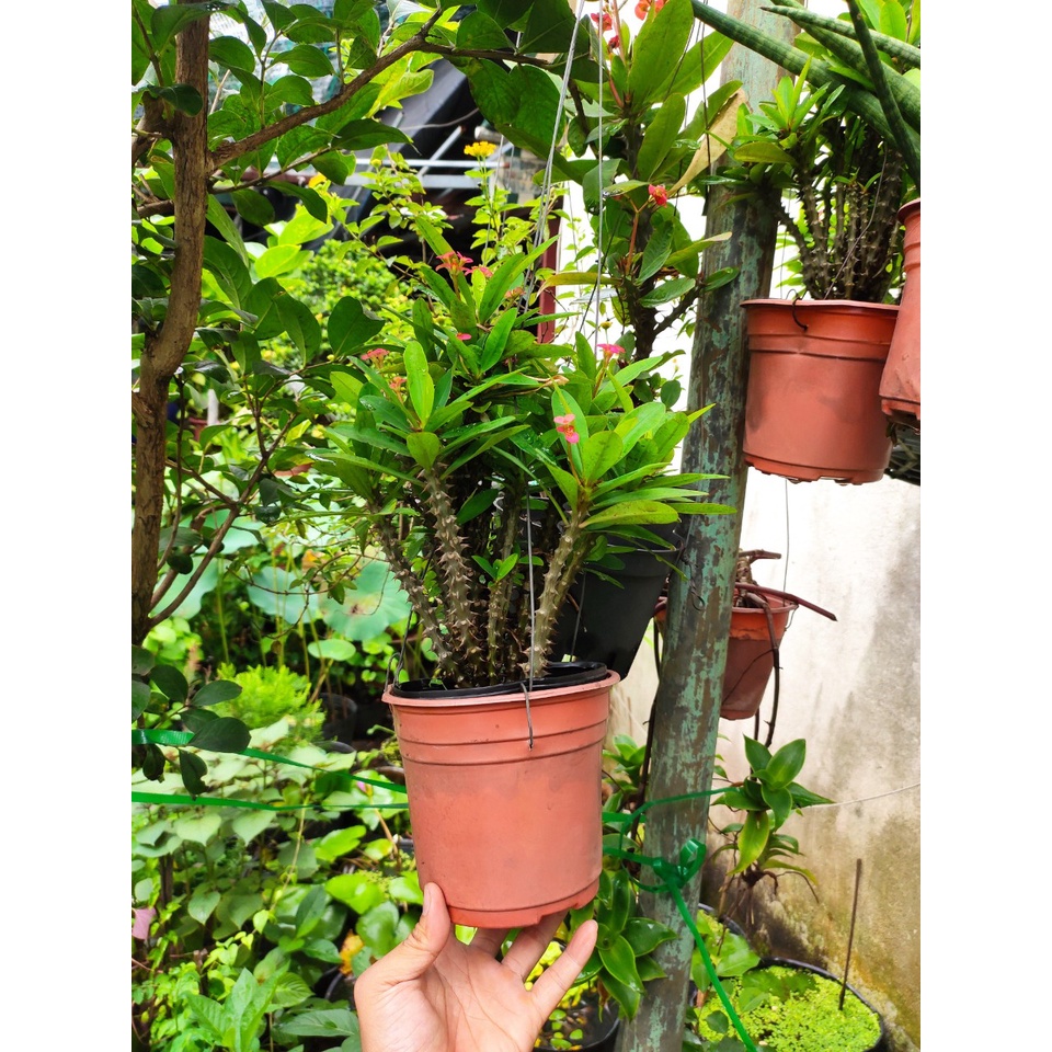 xương rồng bát tiên mini - chậu như hình - cao khoảng 25-30cm