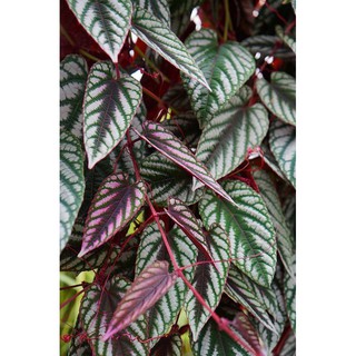 Chậu Rex Begonia vine - Hồ đăng