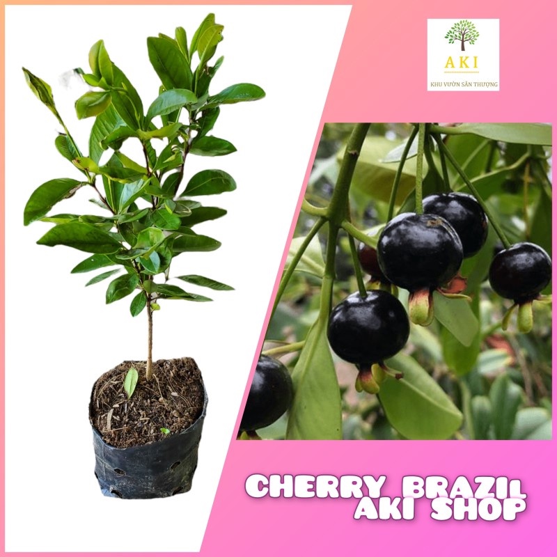 Cây Cherry nhiệt đới (Cherry chịu nhiệt brazil) trồng xứ nóng cao khoảng 30cm